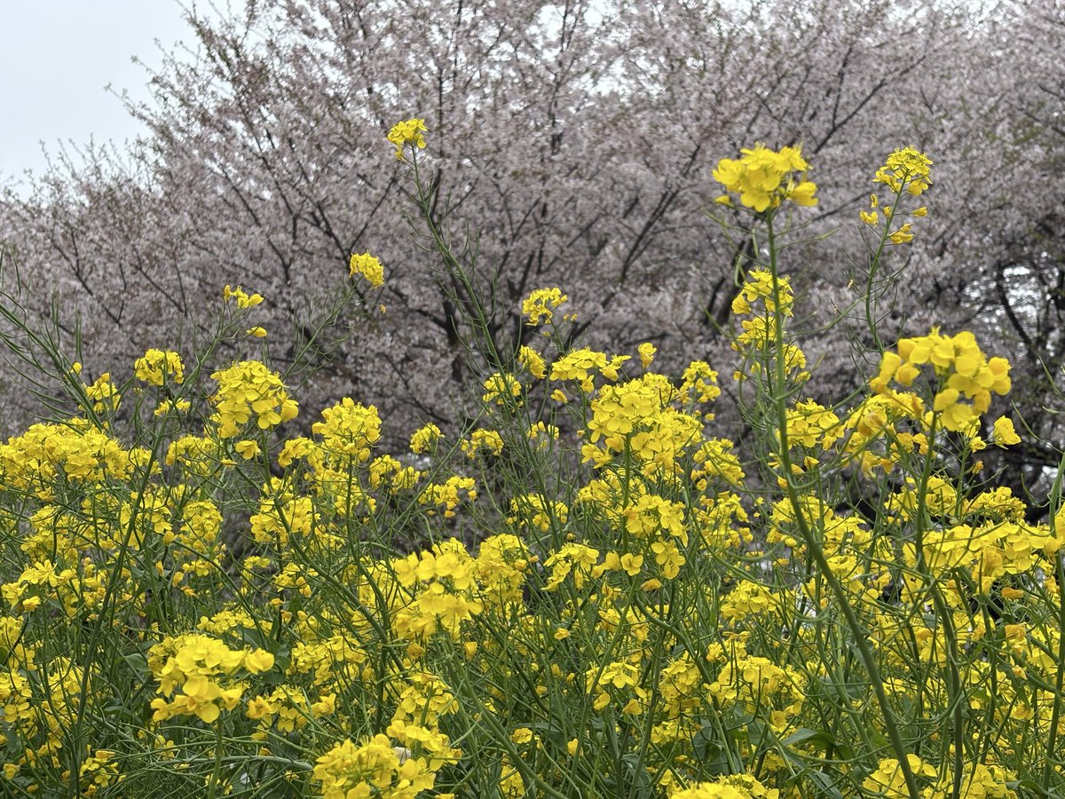 noa_optimist's tweet photo. 先日初めて幸手の権現堂に行ったんですよ。

めちゃくちゃ綺麗だったから来年も行きたいですね🌸
(来年は満開に近いタイミングで行って向かいのJAで食べごろのあまりん🍓買いたい←今年けっこう食べたけど🍓)

敷地内にいたヤギ見てたら興奮したどこぞのワンコにめちゃくちゃ足踏まれたけどな🐶 https://t.co/cQyxLdZxEW
