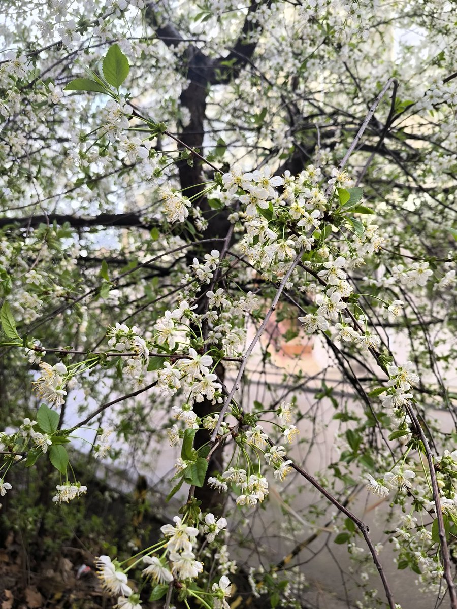 Dolltale tweet media