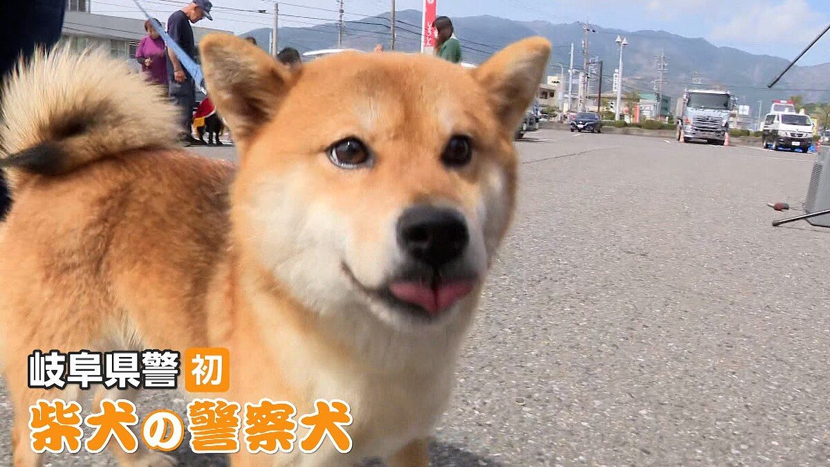 ライブドアニュース tweet media