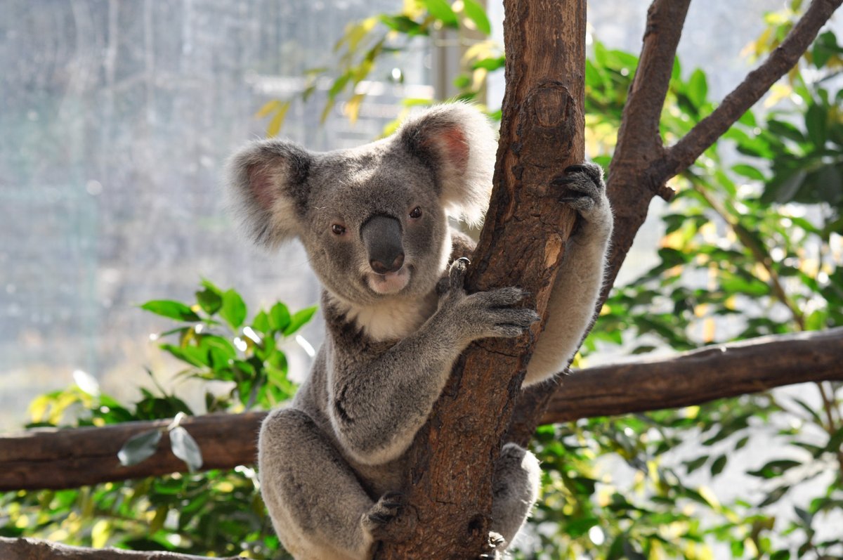 おぐらとーすと. tweet media