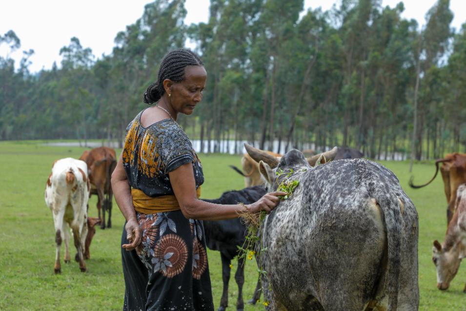 ILRI.org tweet media