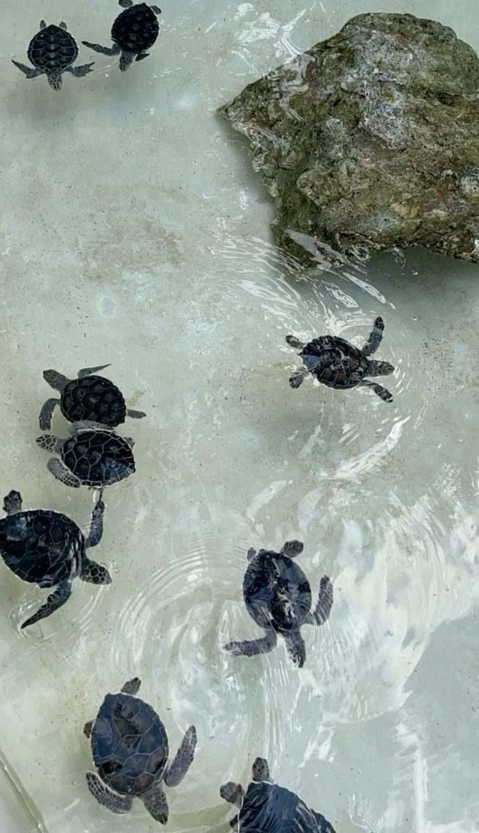 HeavenOnEarth tweet media