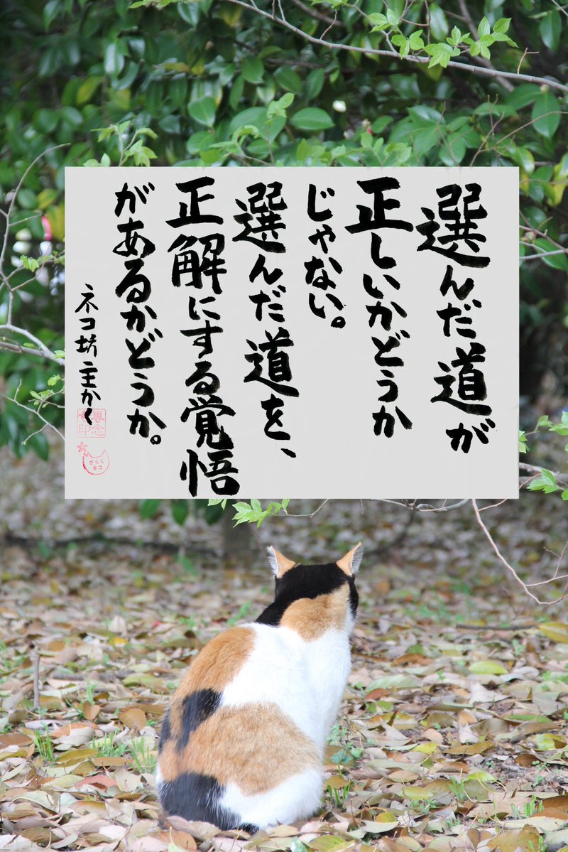 専念寺/ネコ坊主 tweet media