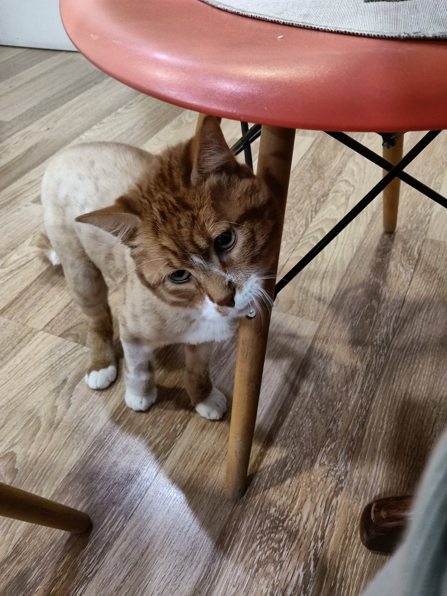 kılavatlı Paris tweet media