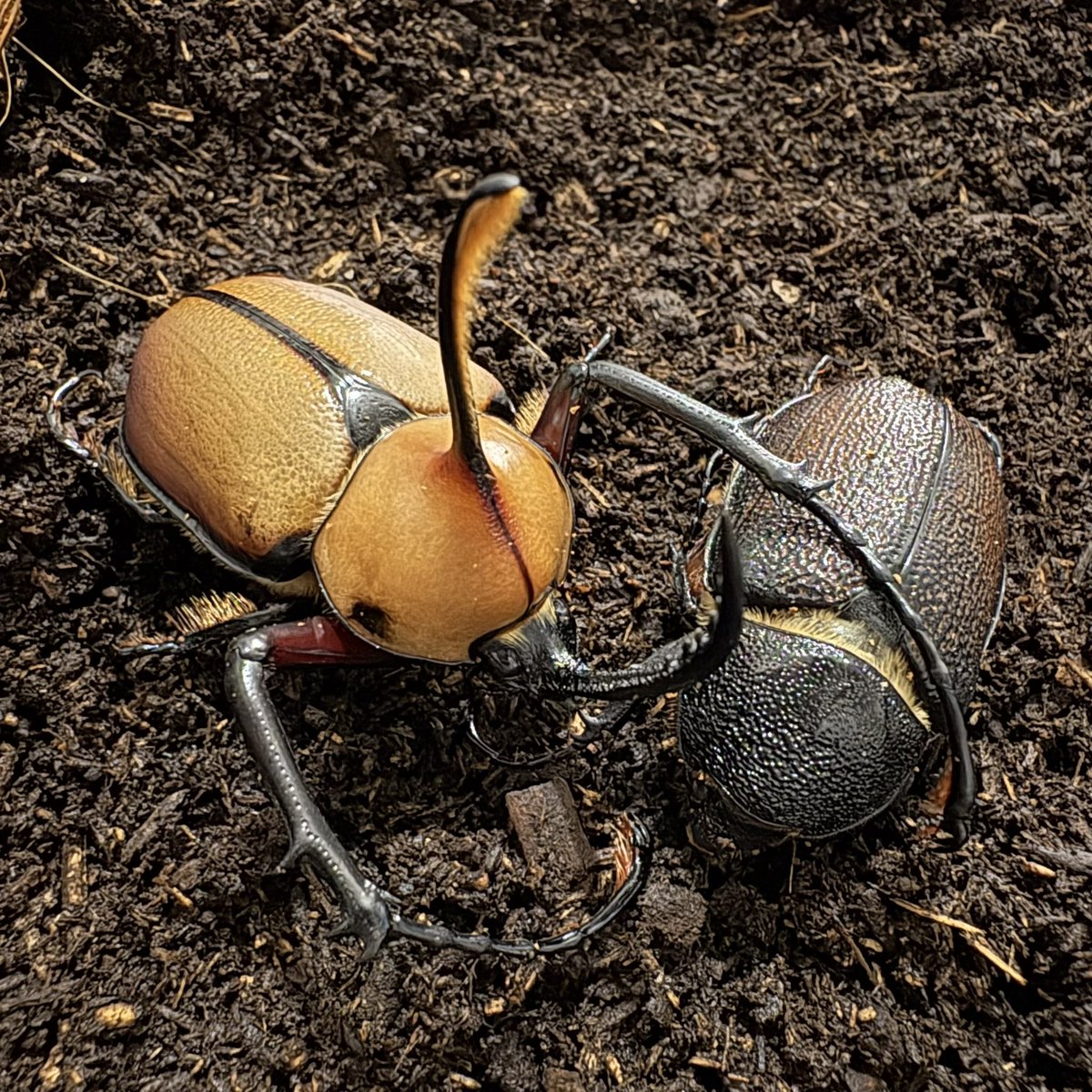 BOOM INSECT tweet media