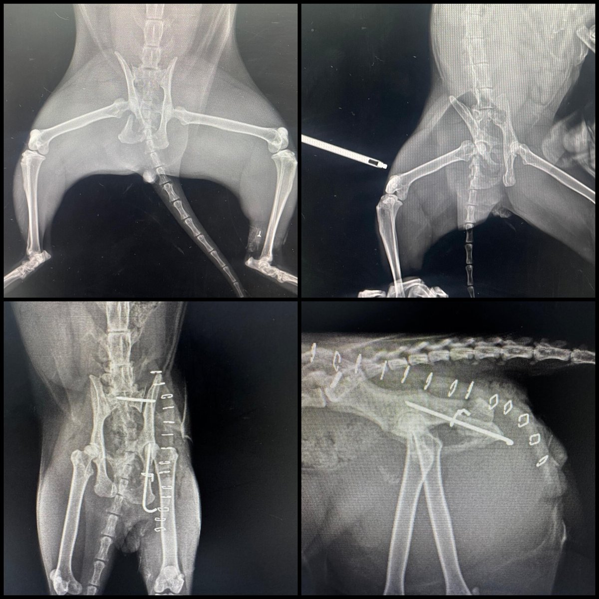 birkedidelisi tweet media
