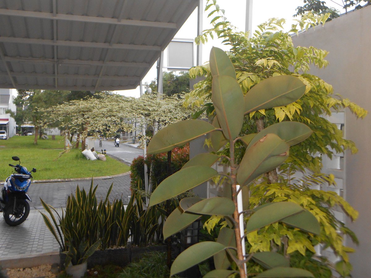 The Galleraisy | WTS DIGICAM INA tweet media