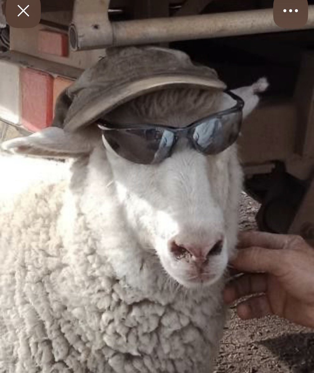 ฟักทองสีดำ🖤🎃 tweet media