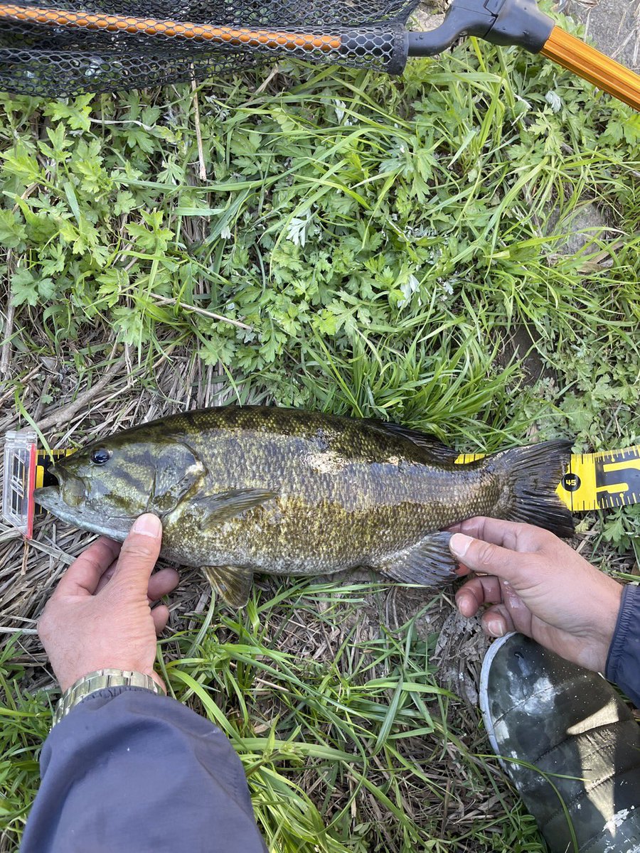 tttkkno's tweet photo. 仕事帰りにちょっとだけ川に行ったらなんと息子が45のスモールゲット
自分は30のラージ。
息子との釣りは楽しい〜。 https://t.co/yS9pC3SEJf