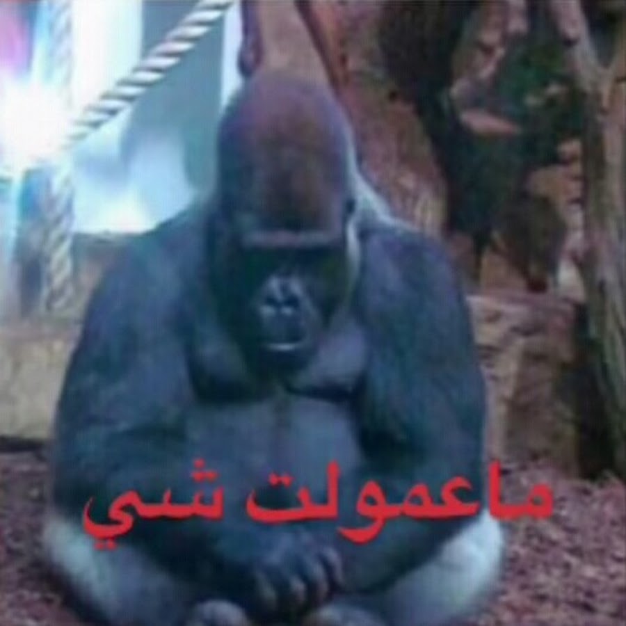 POWR YZN tweet media