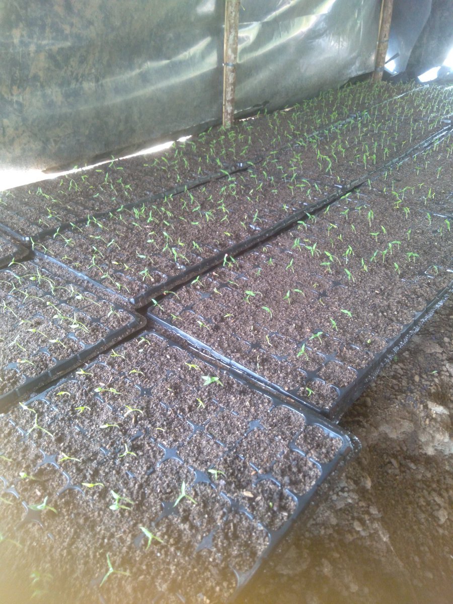 KontenShorts tweet media