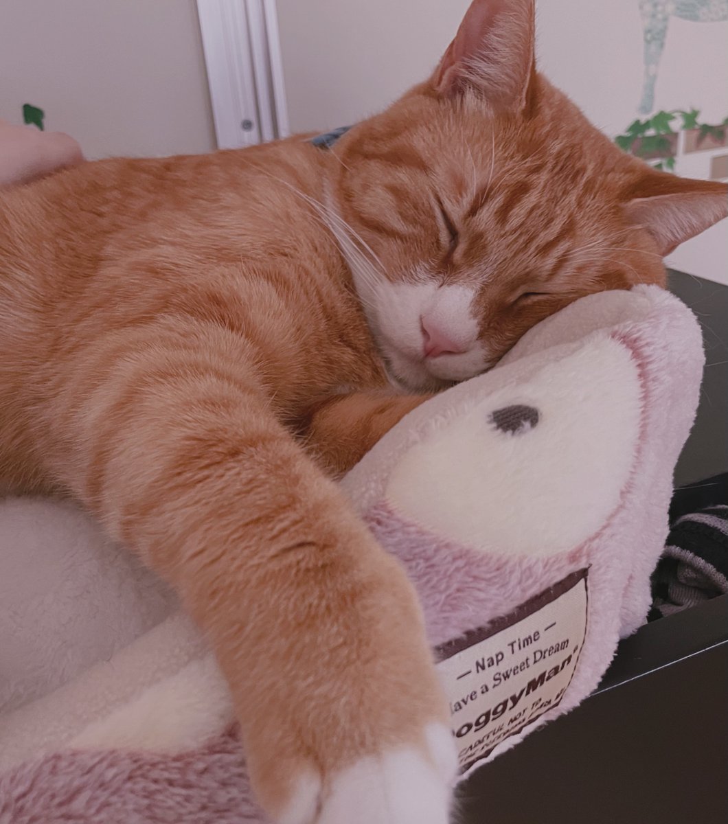 七海 仁美🐰🌸Nanami Hitomi tweet media