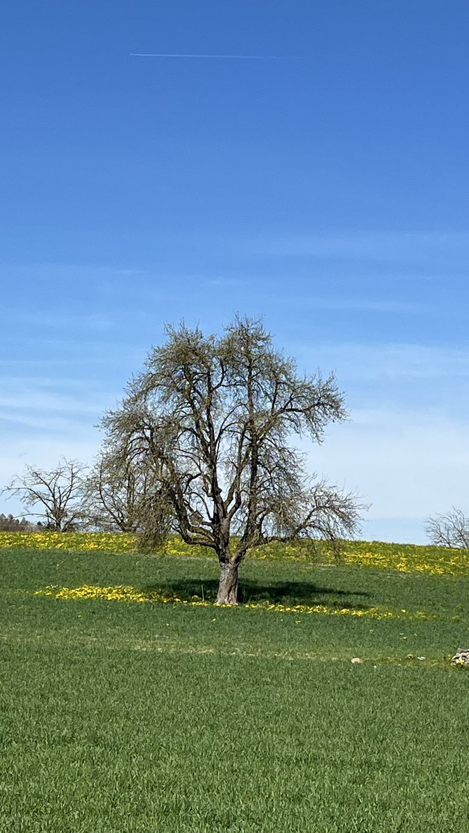 SJZ #RipEmber + Silver 🐶🐺🌈 tweet media