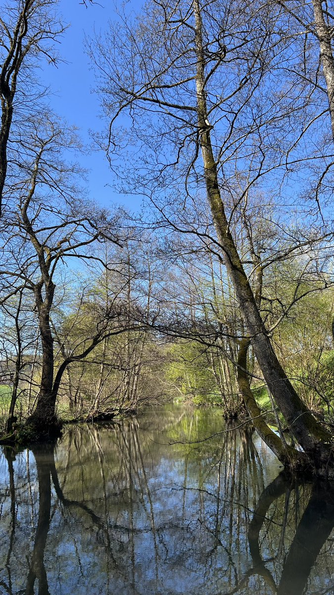 SJZ #RipEmber + Silver 🐶🐺🌈 tweet media