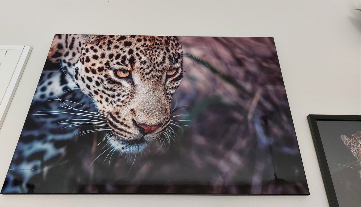 susmeds71's tweet photo. From talks about Hosana this morning; here he sits proudly on our wall 🤎❤️‍🔥🤎
📷 Jaques Barlow - Dec 2018 
#Hosana
#loveleopards 
#wildearth https://t.co/B8LuFG2XAc