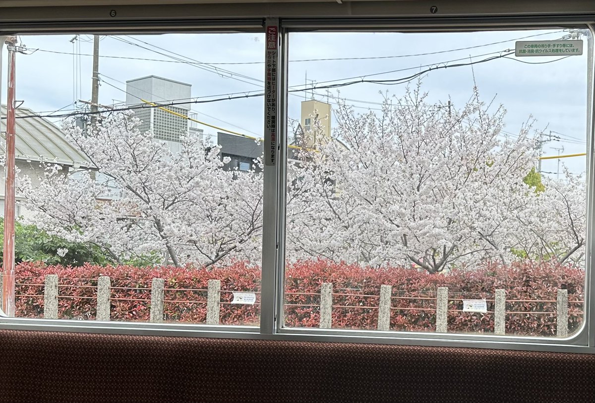 chikako adachi tweet media