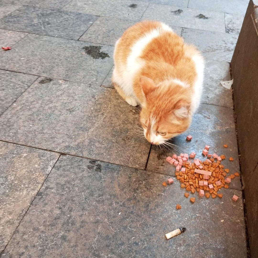 Zülal Kutluer tweet media