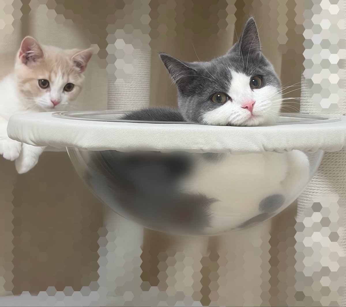 マンチカンのゆーが🐈‍⬛おる🐈 tweet media