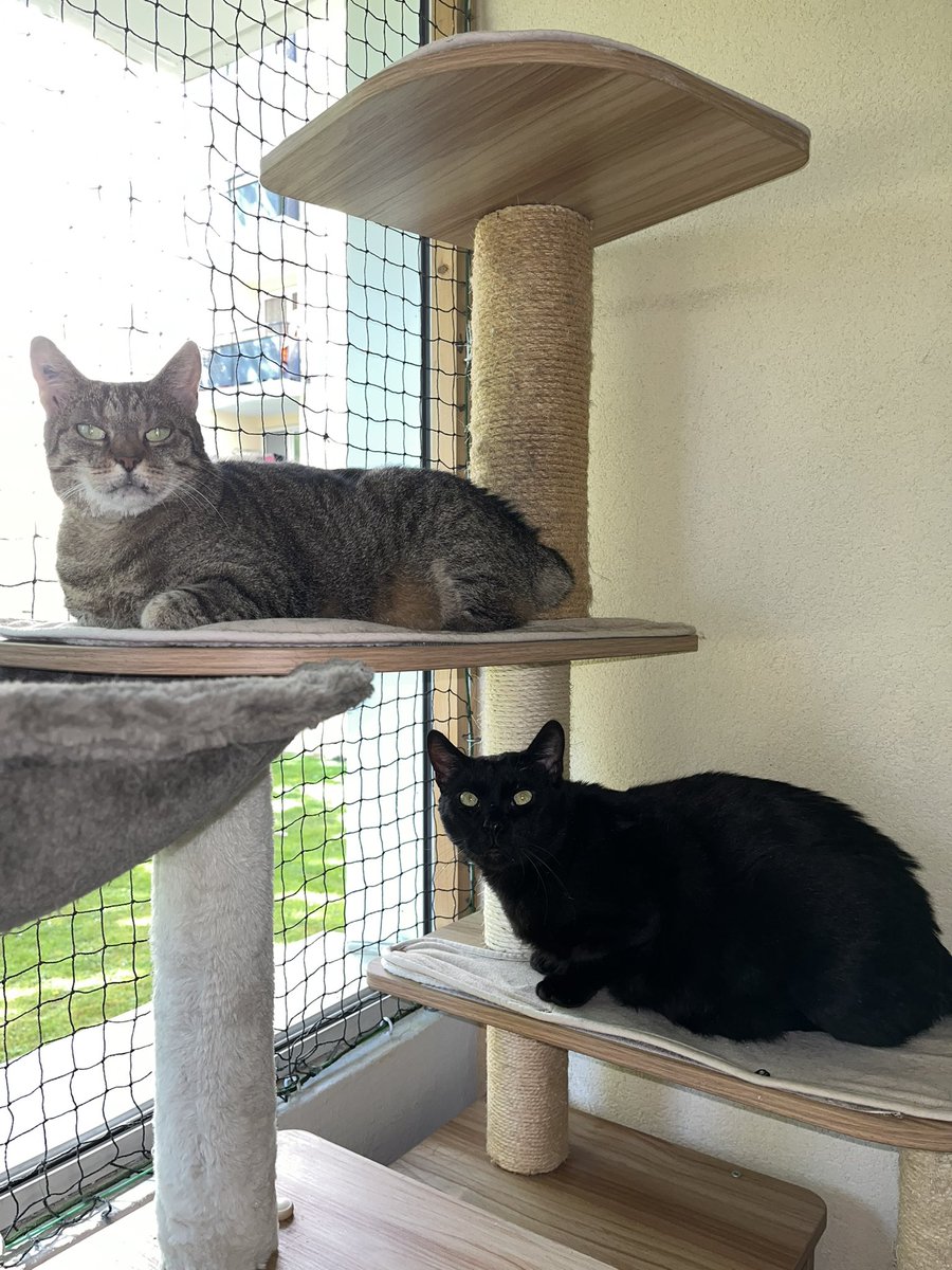 michelspievak's tweet image. Octave 🐈‍⬛ et Nounoune sa maman, sieste au soleil de printemps ☀️