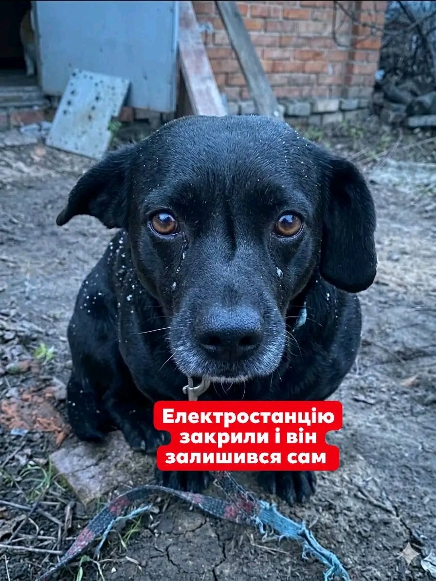 Проня Прокопивна tweet media