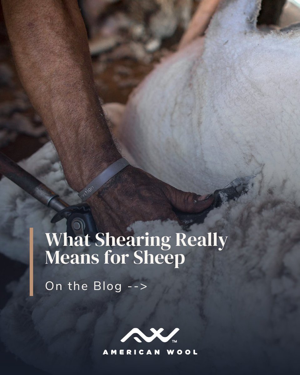 Experience Wool tweet media