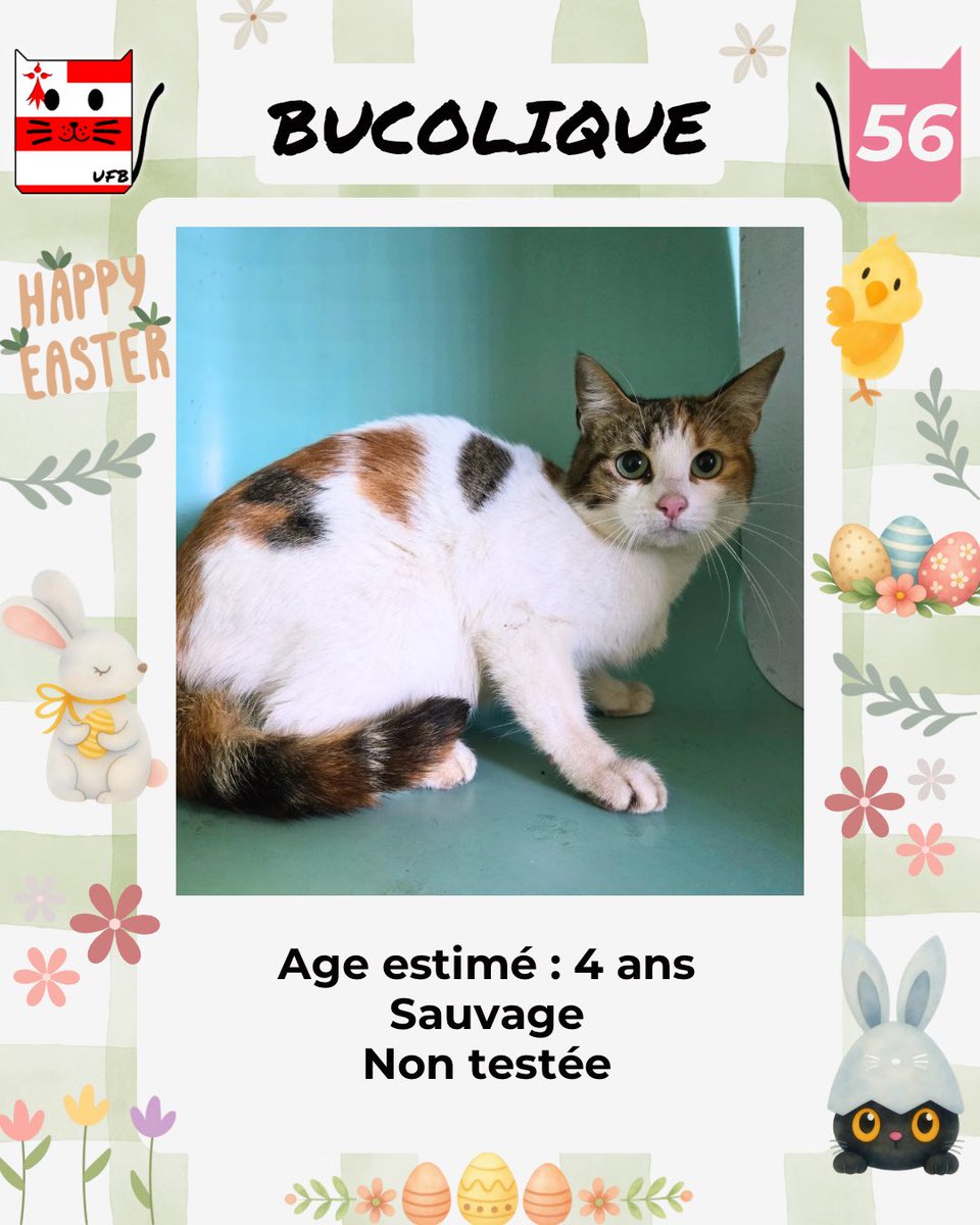 justineducern's tweet image. Ils sont tous les 4 SAUVES
Pris en charge par le Refuge de la SPA Nationale au logo Orange de QUIMPER  dans le 29