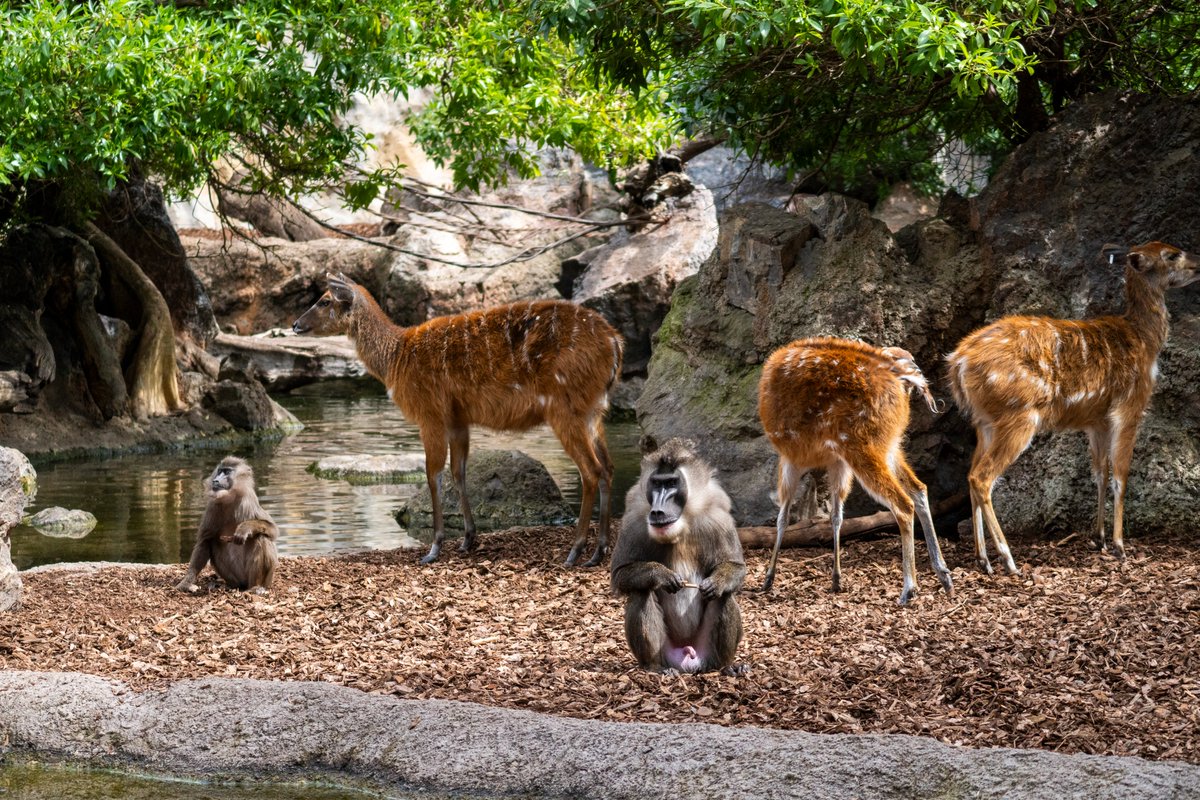 BIOPARC Valencia tweet media