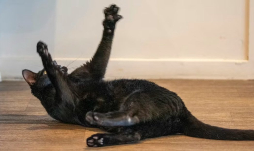 Gladstone 🇺🇦 tweet media