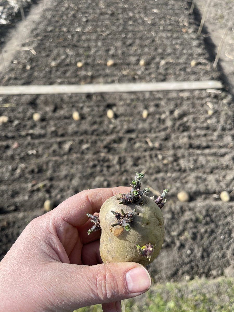 duurzaamtelen's tweet photo. Het is #voorjaar

#moestuin
#Frieslander
#voorkiemen
#spuds 
#potato
#kartoffel
#pommedeterre
#aardappel https://t.co/kTsALiHmea