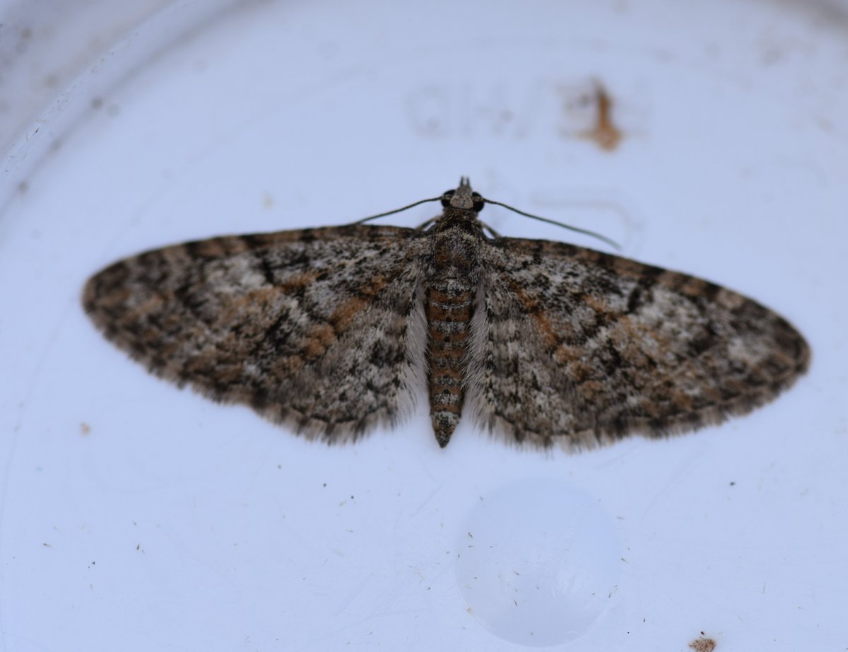 Too Lazy To Weed tweet media