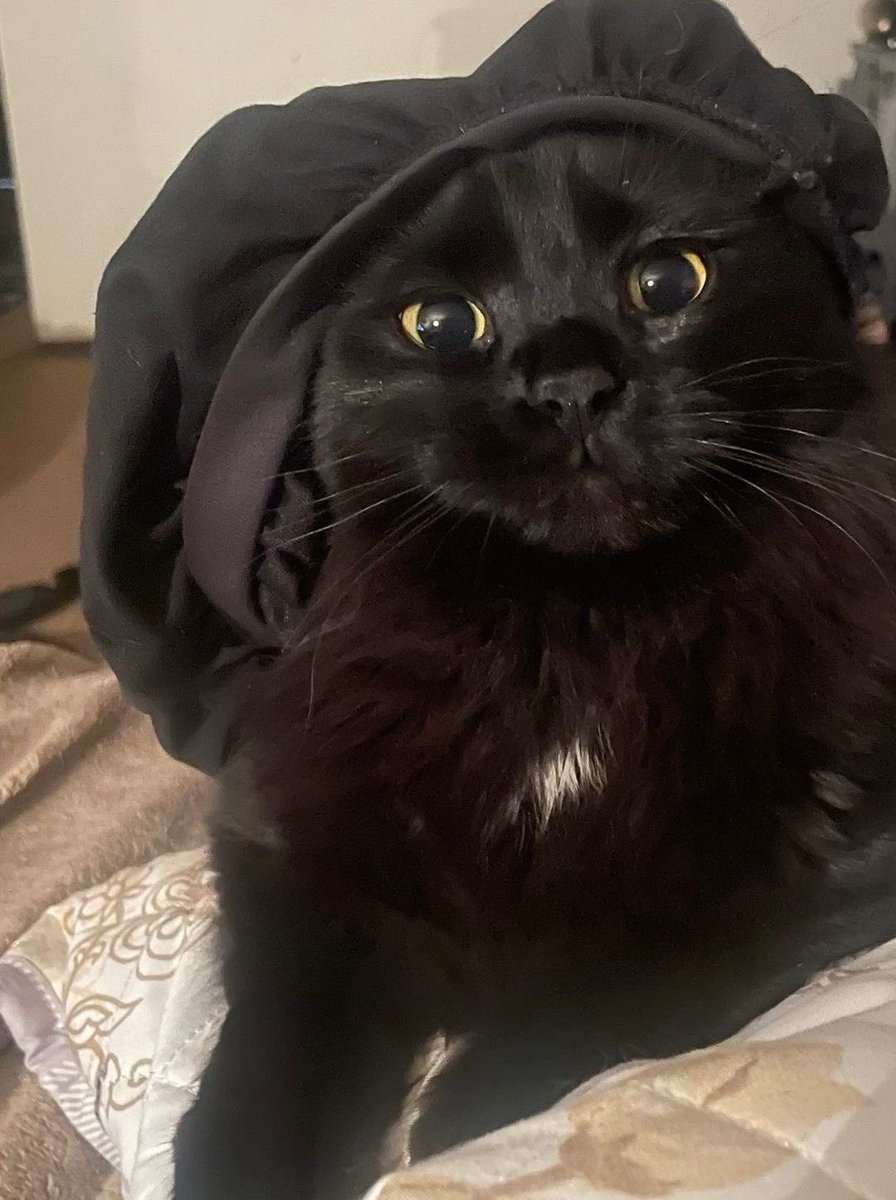 Black cats are not bad luck tweet media