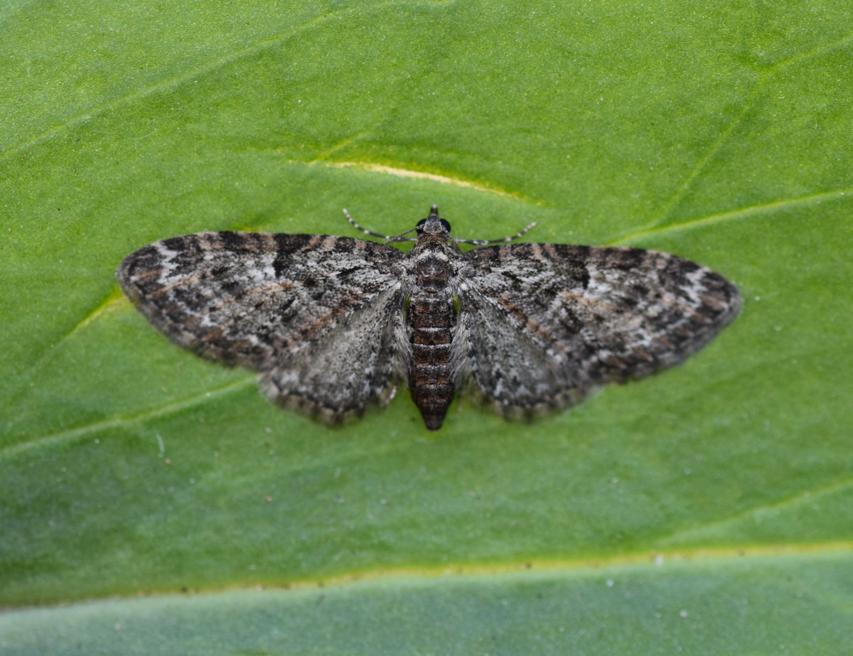 Too Lazy To Weed tweet media