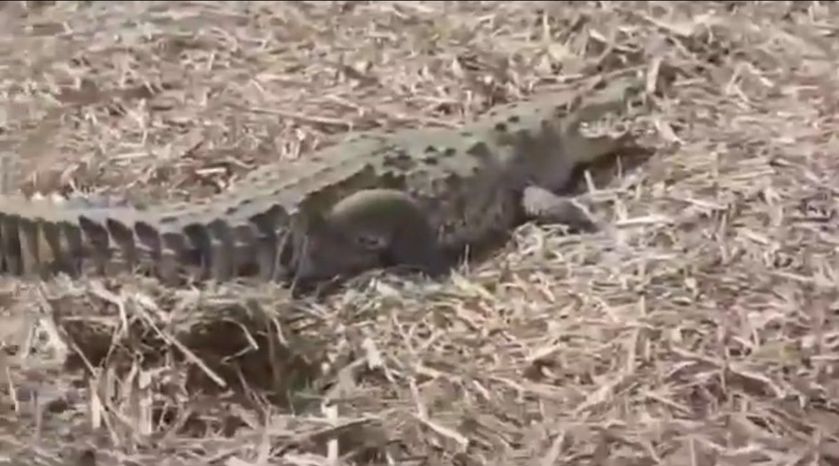 Dora Argüello tweet media