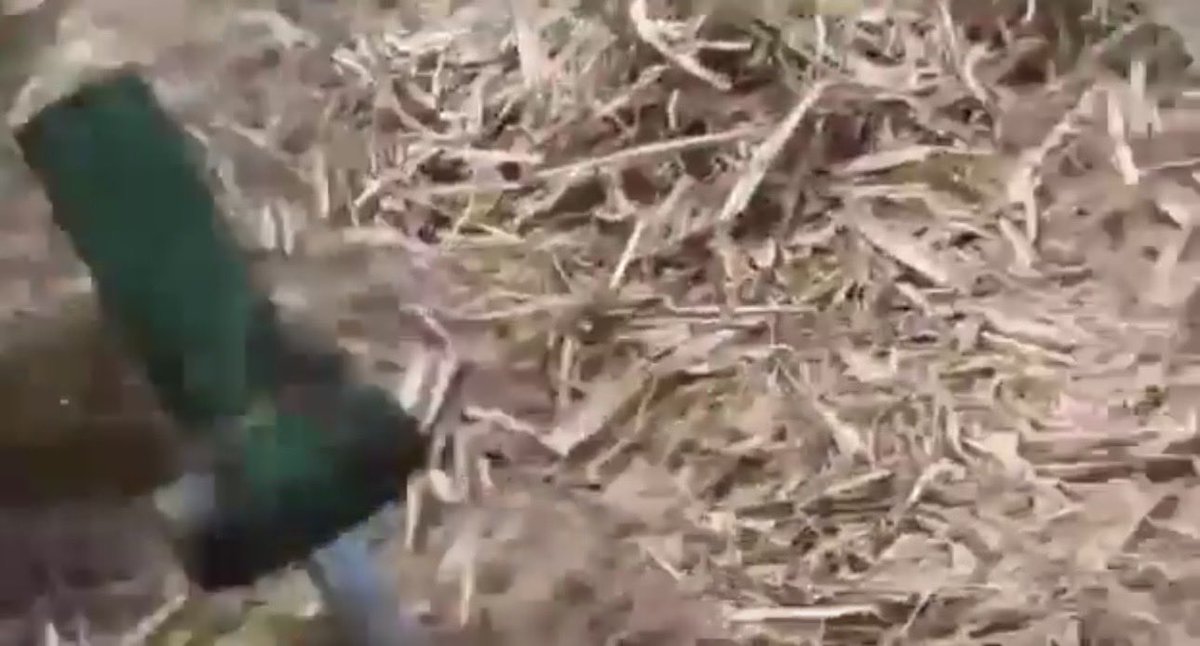 Dora Argüello tweet media