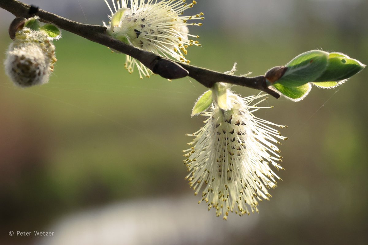 Peter Wetzer 😊 tweet media