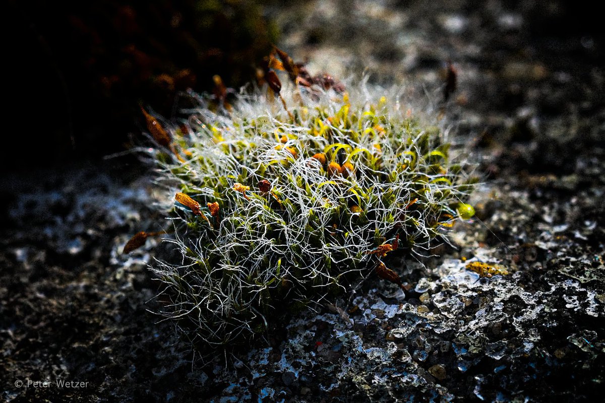 Peter Wetzer 😊 tweet media