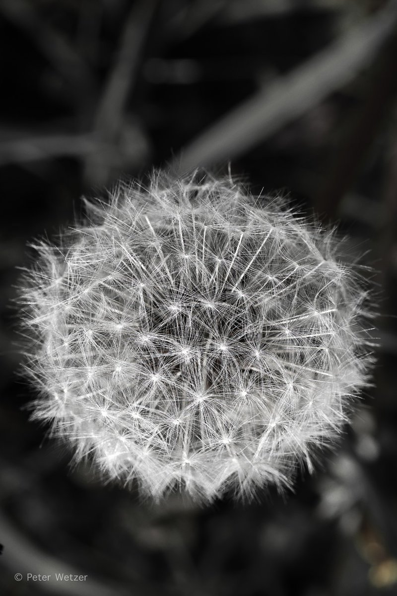 Peter Wetzer 😊 tweet media