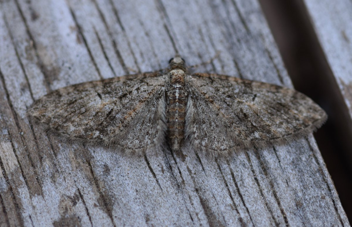 Too Lazy To Weed tweet media