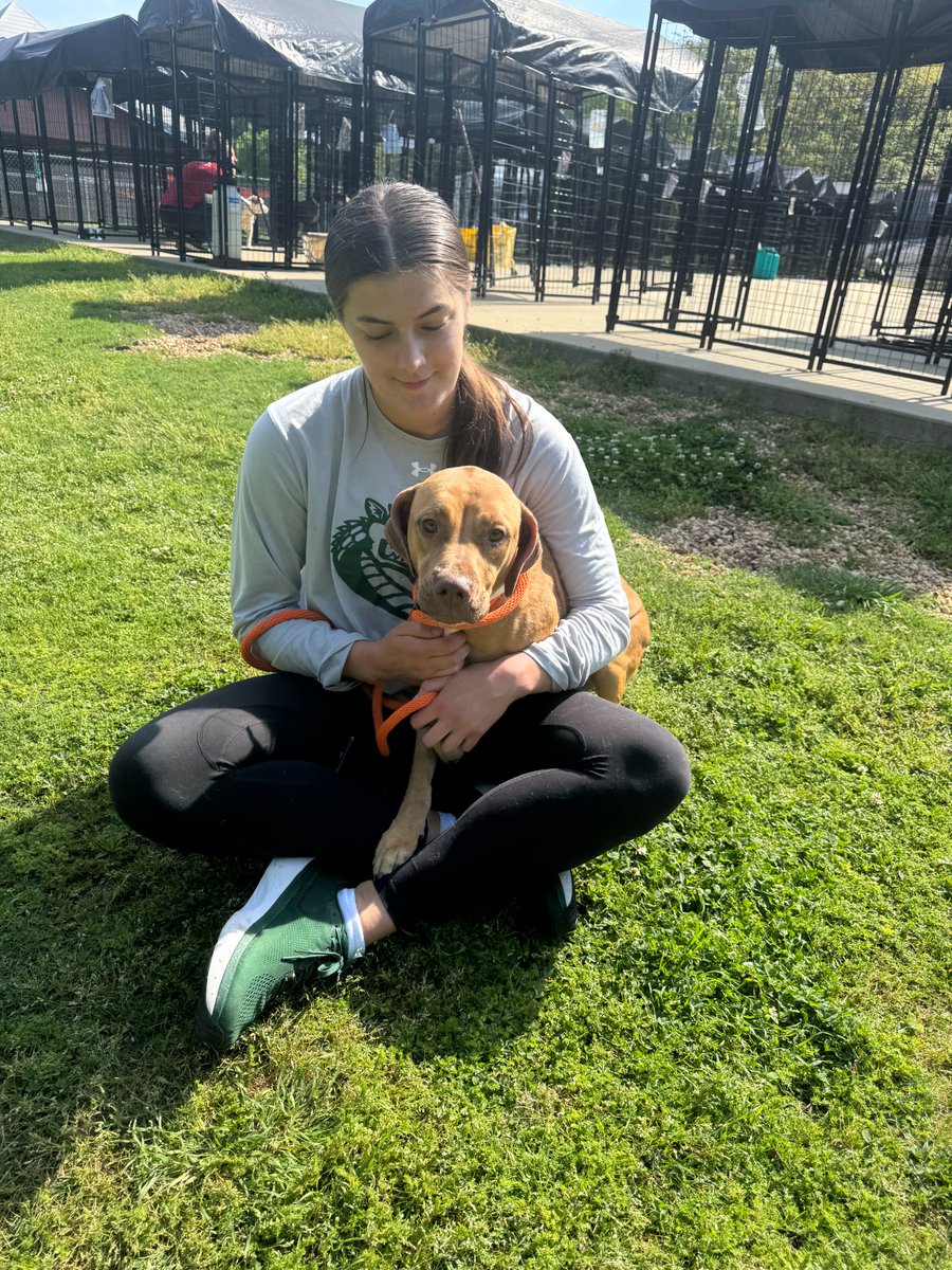 UAB Volleyball tweet media