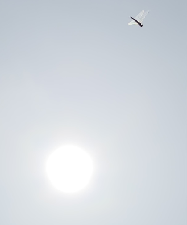 Artist in Los Angeles. tweet media