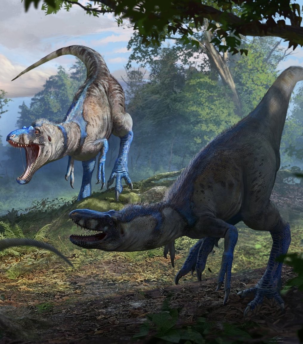 SaurusAurus740's tweet photo. @OakStreetGuy The stinker (Nanotyrannus) https://t.co/7zHhFILiyS