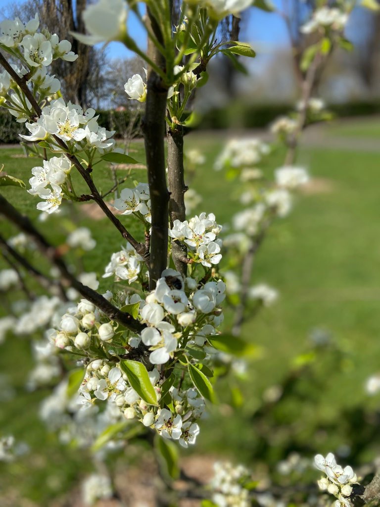 fospne's tweet photo. Conference Pear in blossom today at the Orchard 🌸🍐 https://t.co/ecQkiskb9R https://t.co/XEPMxWMWCW