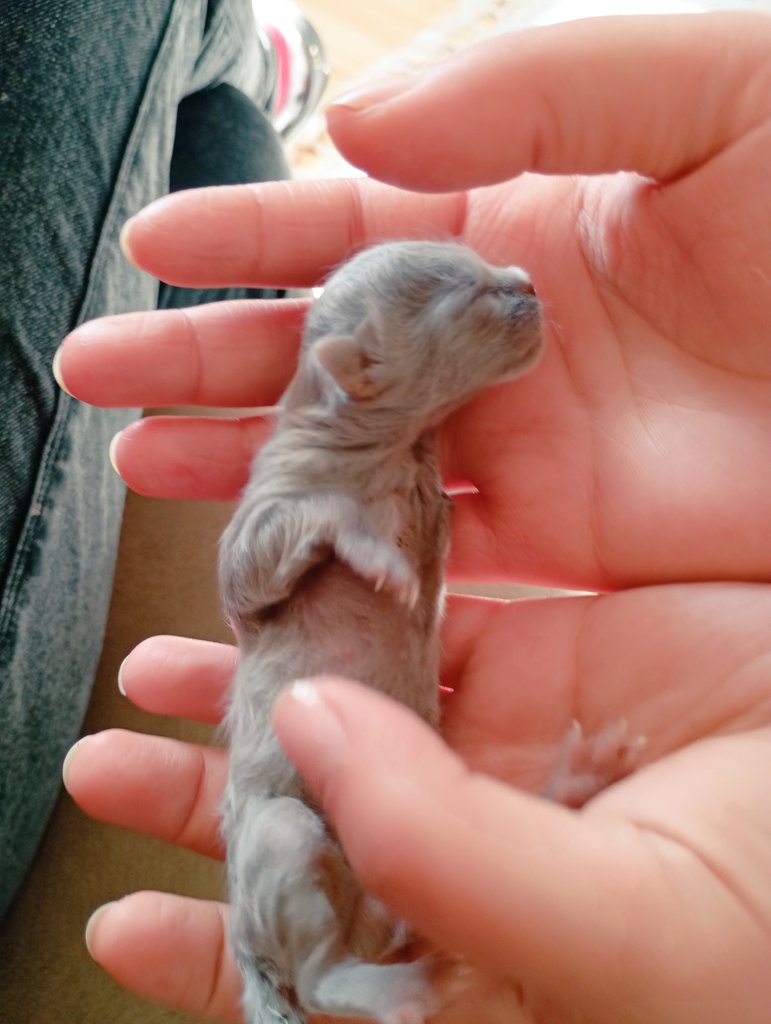 Aysel☭♀️🏳️🌈🌱🇵🇸 tweet media