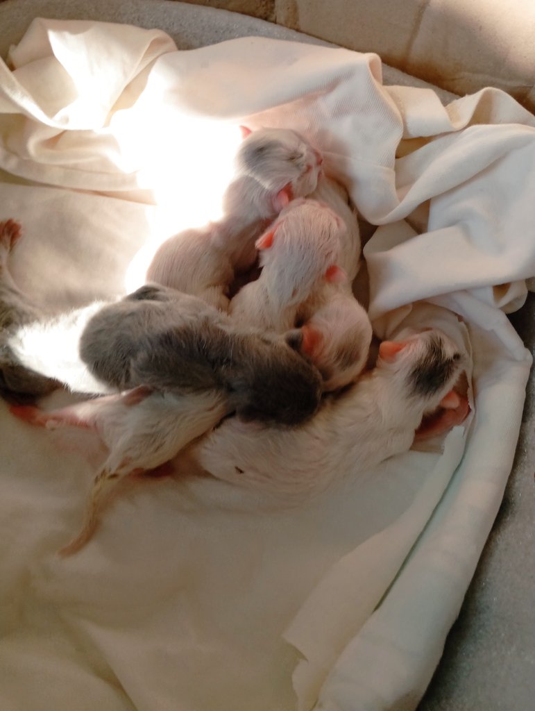 Aysel☭♀️🏳️🌈🌱🇵🇸 tweet media