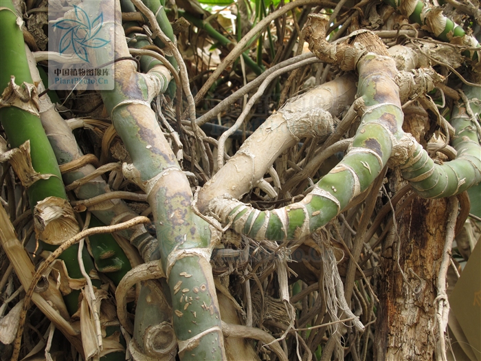 Amadeus Kamagenge tweet media