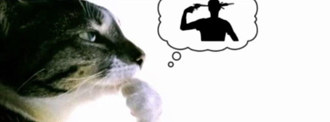 🏴☠️ tweet media