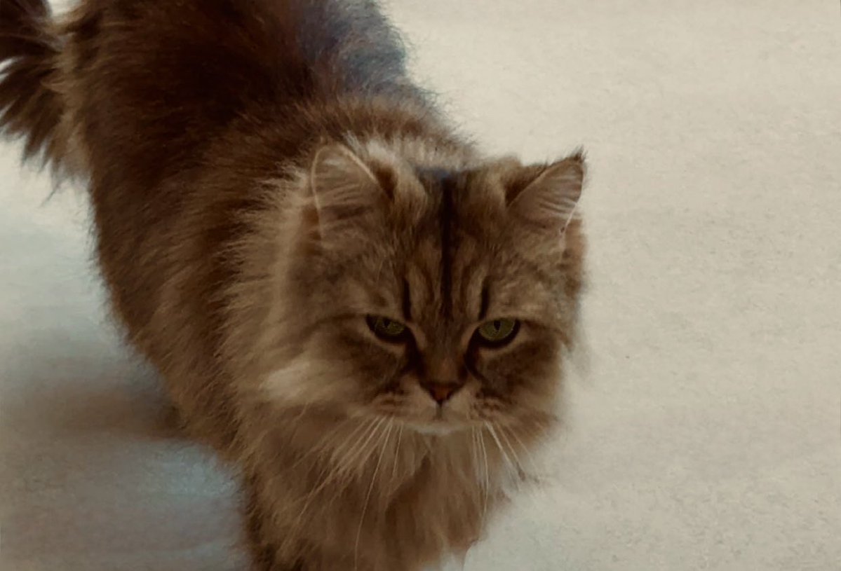 بنت زايد tweet media