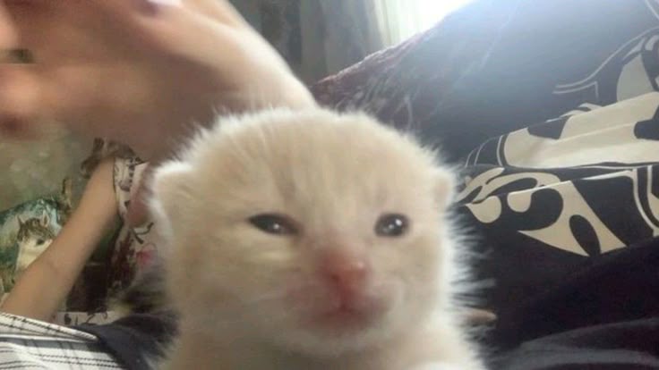 postsofkittens's tweet photo. https://t.co/frAvScIciM