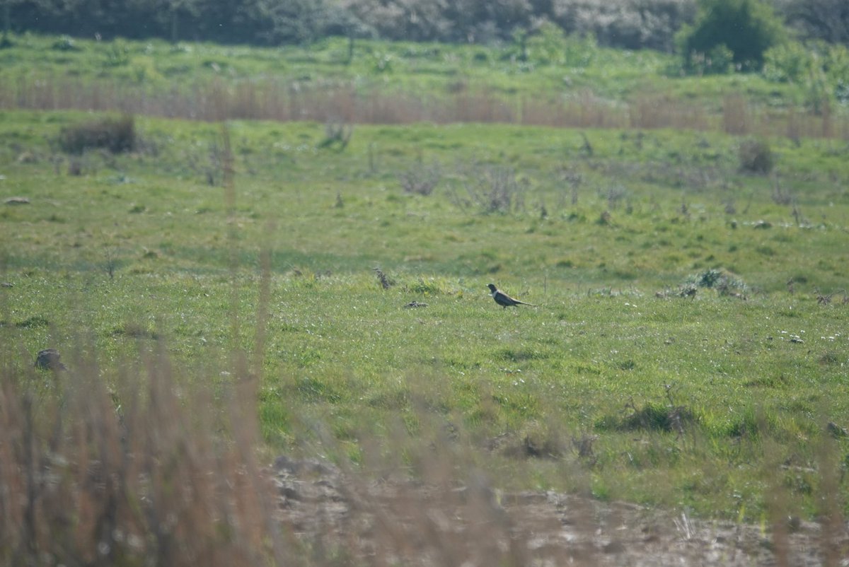 TSbirding's tweet photo. Had a good day at Cley today. Found a pair of Garganey, also male Ring Ouzel, White Fronted Goose, and 2 Spotted Redshanks! https://t.co/ESmQWszpcu