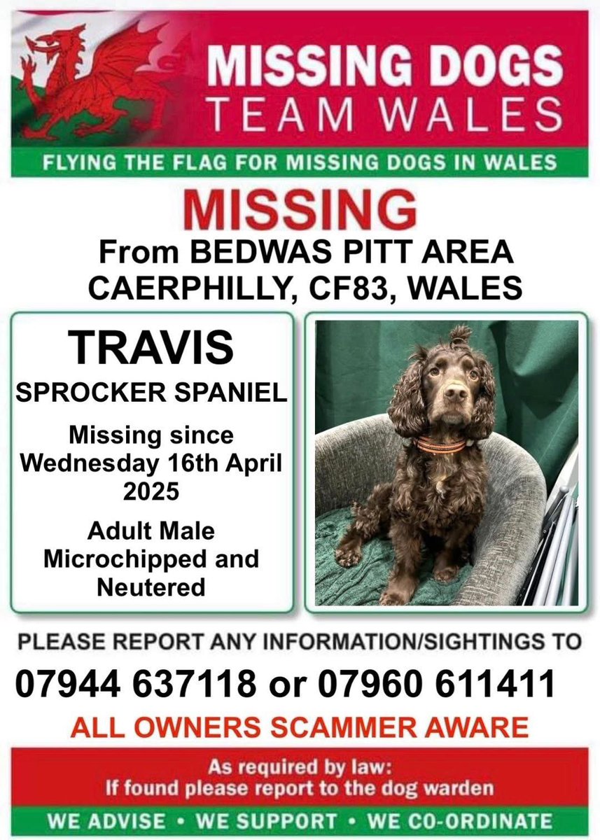 spaniel alert tweet media